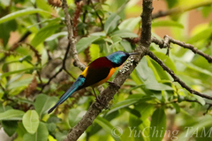 Aethopyga nipalensis