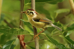 Schoeniparus castaneceps
