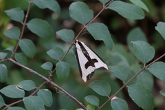 Haploa clymene
