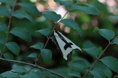 Haploa clymene