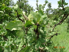 Gardenia ternifolia