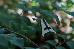 Haploa clymene