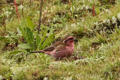 Carpodacus thura