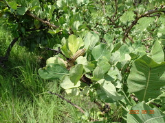 Gardenia ternifolia