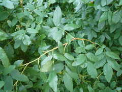 Rosa acicularis