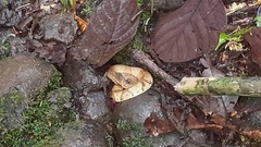 Bothrocophias hyoprora