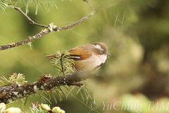 Fulvetta vinipectus
