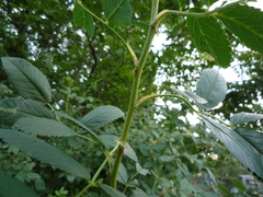 Rosa acicularis