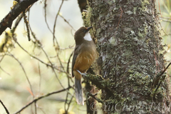 Pterorhinus albogularis