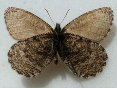 Oeneis melissa