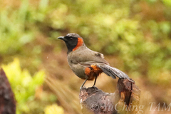 Pterorhinus ruficollis