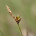 Carex supina - Photo (c) Václav Dvořák, μερικά δικαιώματα διατηρούνται (CC BY-NC), uploaded by Václav Dvořák