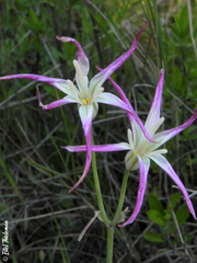 Leucocoryne alliacea
