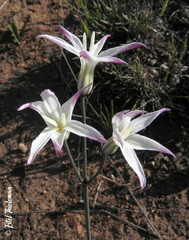 Leucocoryne alliacea