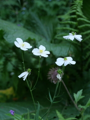 Ranunculus platanifolius