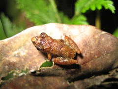 Pristimantis diadematus