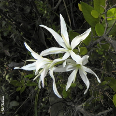 Leucocoryne alliacea
