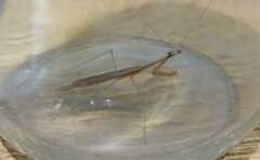 Musonia remota