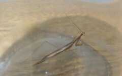 Musonia remota