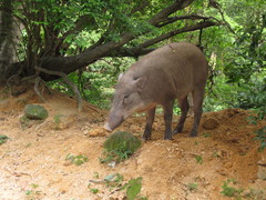 Sus scrofa moupinensis