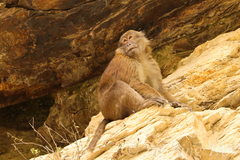 Macaca assamensis