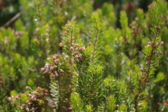 Erica multiflora
