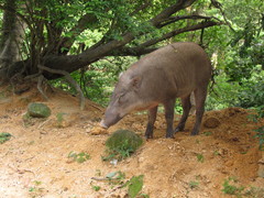 Sus scrofa moupinensis