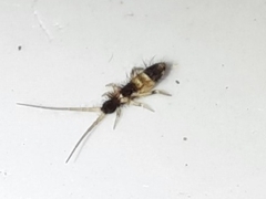 Orchesella pannonica