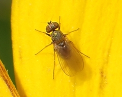 Diptera