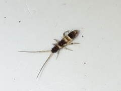 Orchesella pannonica