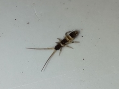 Orchesella pannonica