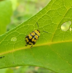 Alagoasa jacobiana
