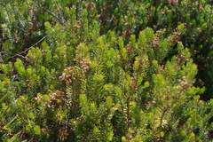 Erica multiflora