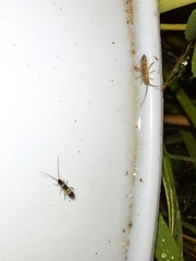 Orchesella pannonica