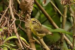 Schoeniparus cinereus