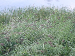 Phragmites australis