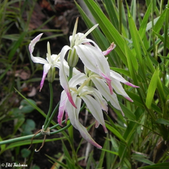 Leucocoryne alliacea