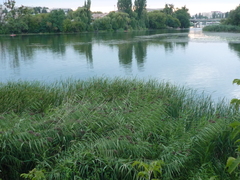 Phragmites australis