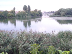 Phragmites australis