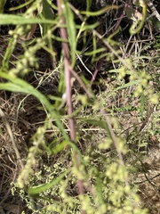 Artemisia palmeri