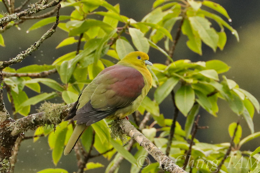 Wedge-tailed Green-Pigeon photo