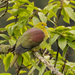 Wedge-tailed Green-Pigeon - Photo (c) Yu Ching Tam, some rights reserved (CC BY-NC-ND), uploaded by Yu Ching Tam