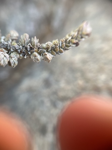 Crassula muscosa image