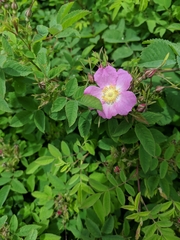 Rosa nutkana hispida