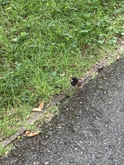 Junco hyemalis shufeldti