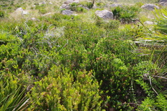 Erica multiflora