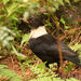White-collared Blackbird - Photo (c) Yu Ching Tam, some rights reserved (CC BY-NC-ND), uploaded by Yu Ching Tam