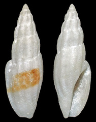 Eucithara