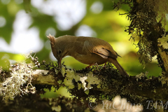 Yuhina gularis