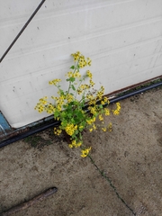 Sinosenecio oldhamianus